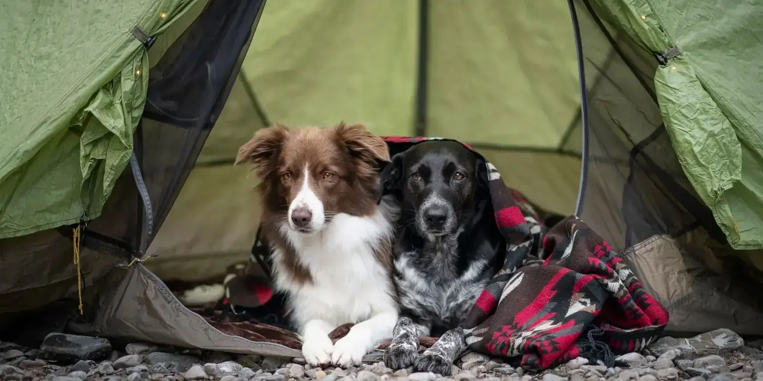 Camping with Dogs: A Complete Guide to a Pet-Friendly Countryside Break