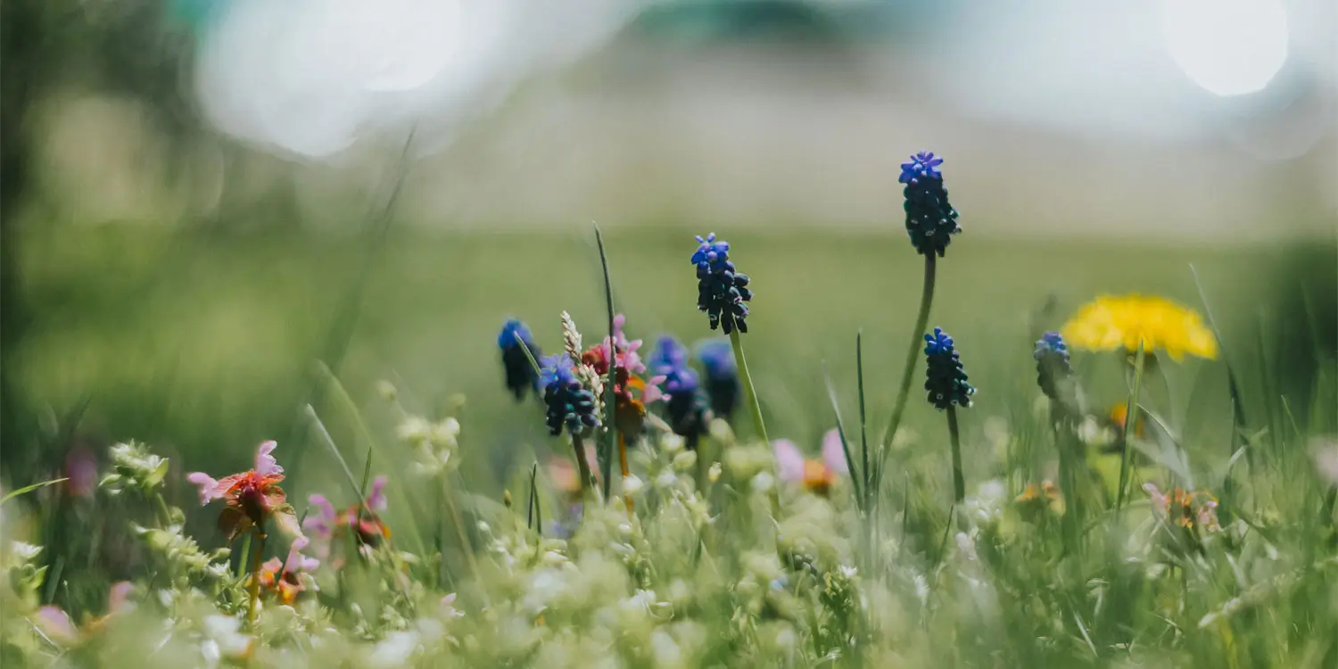 When the Meadow Closes: What Our Campers Do Between October and April