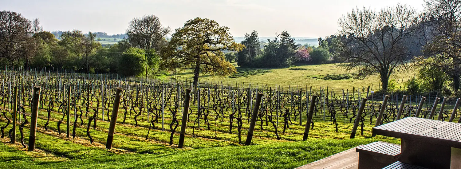 Chapel Down Winery