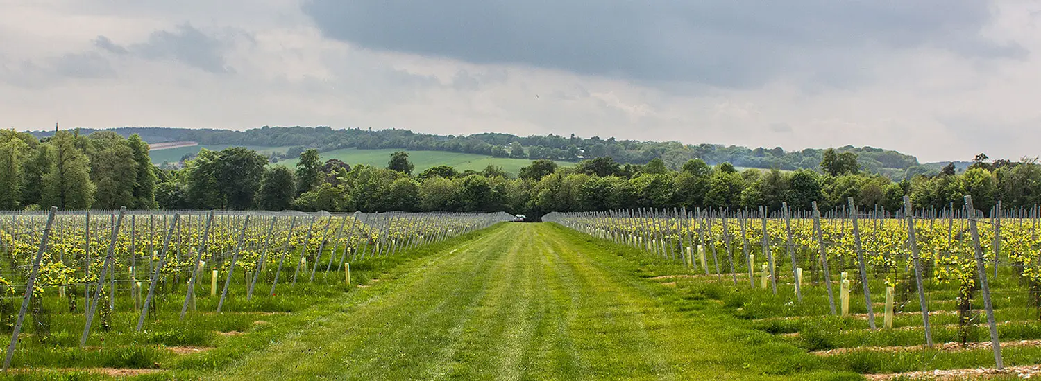 Simpsons Wine Estate