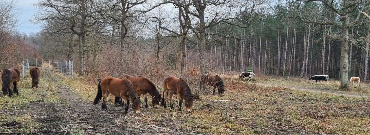 West-Blean-Thornden-Woods-Kent